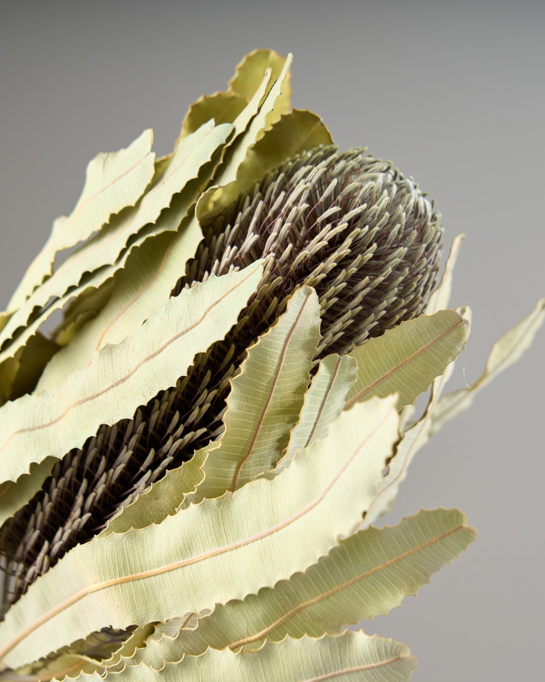 ［ドライフラワー］バンクシア メンジェイシー