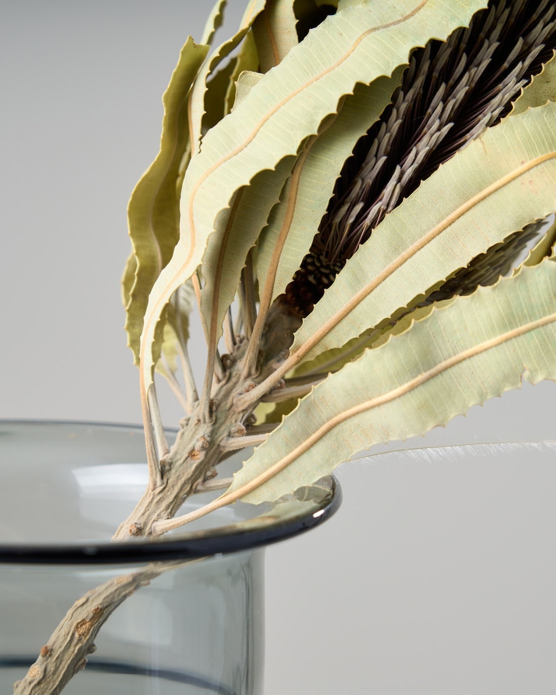 ［ドライフラワー］バンクシア メンジェイシー