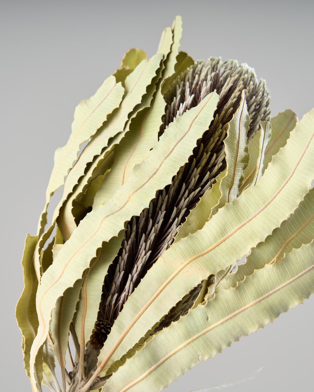 ［ドライフラワー］バンクシア メンジェイシー