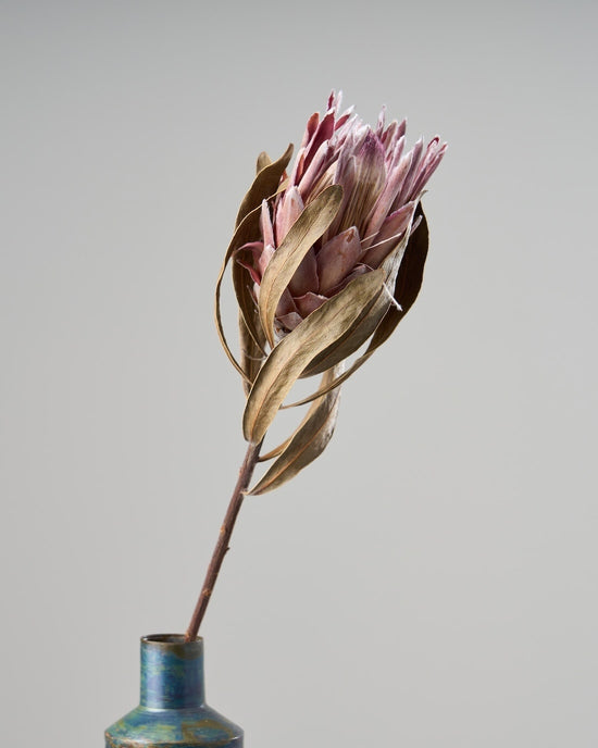 ［ドライフラワー］プロテア ピンクアイス
