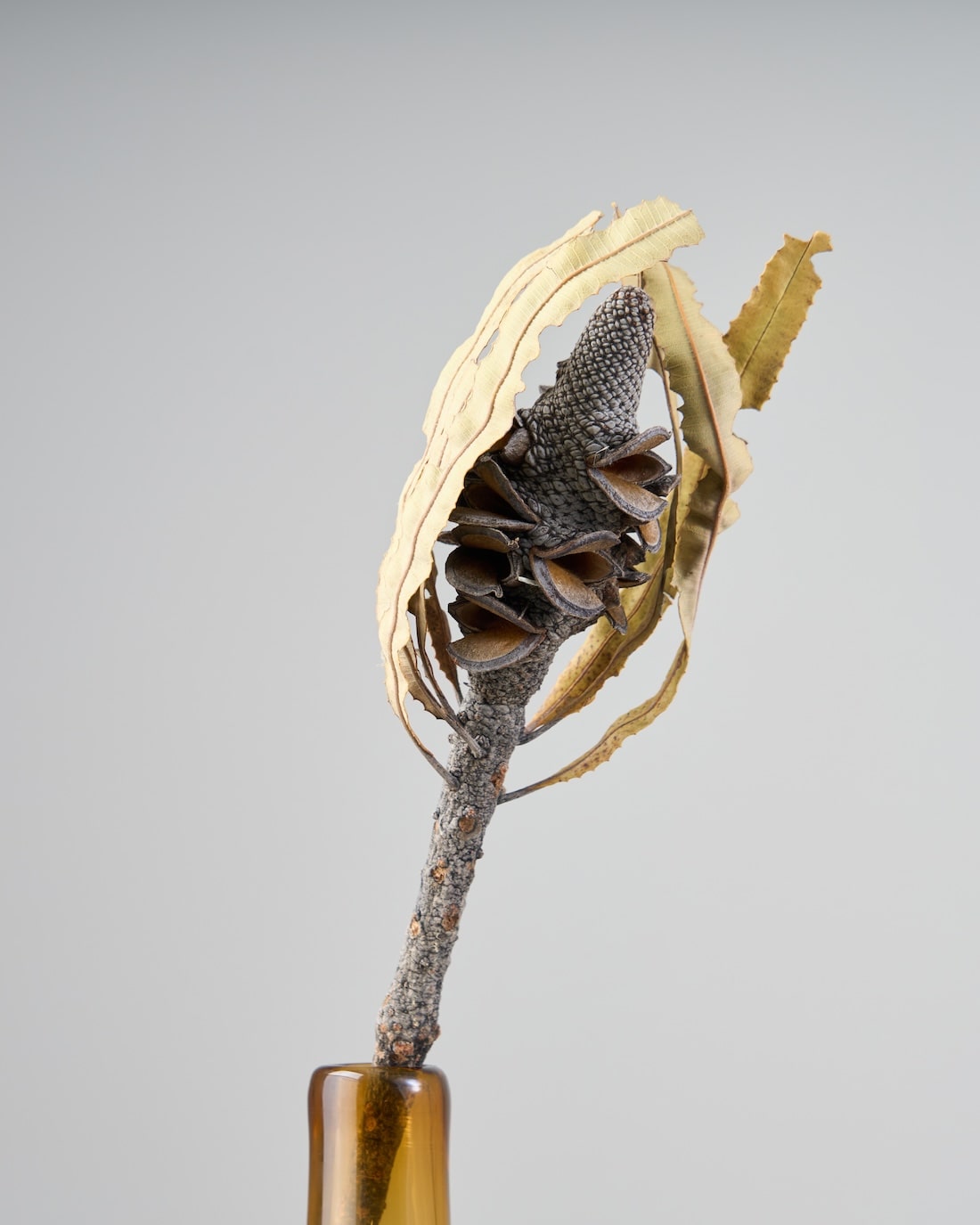 ドライフラワー］バンクシア メンジェイシーコーンズ 商品ページ - 土