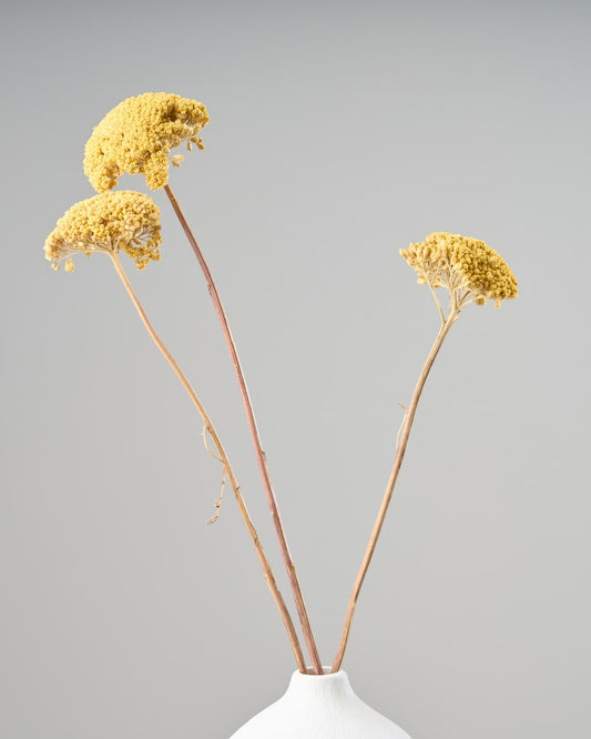 ［ドライフラワー］アキレア