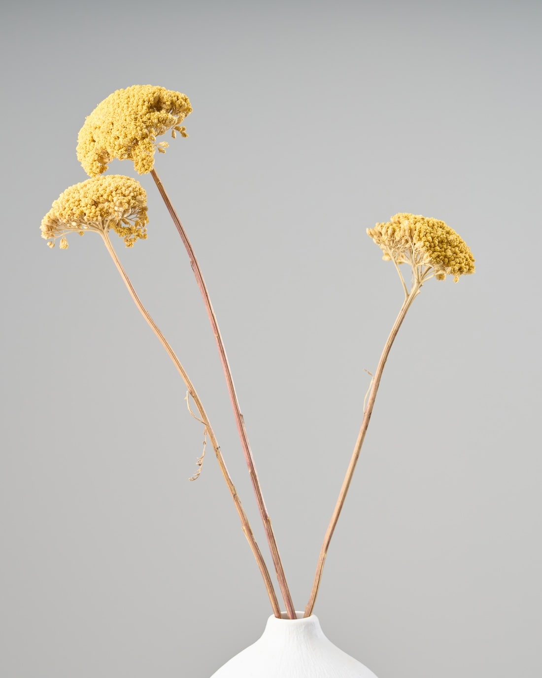 ［ドライフラワー］アキレア