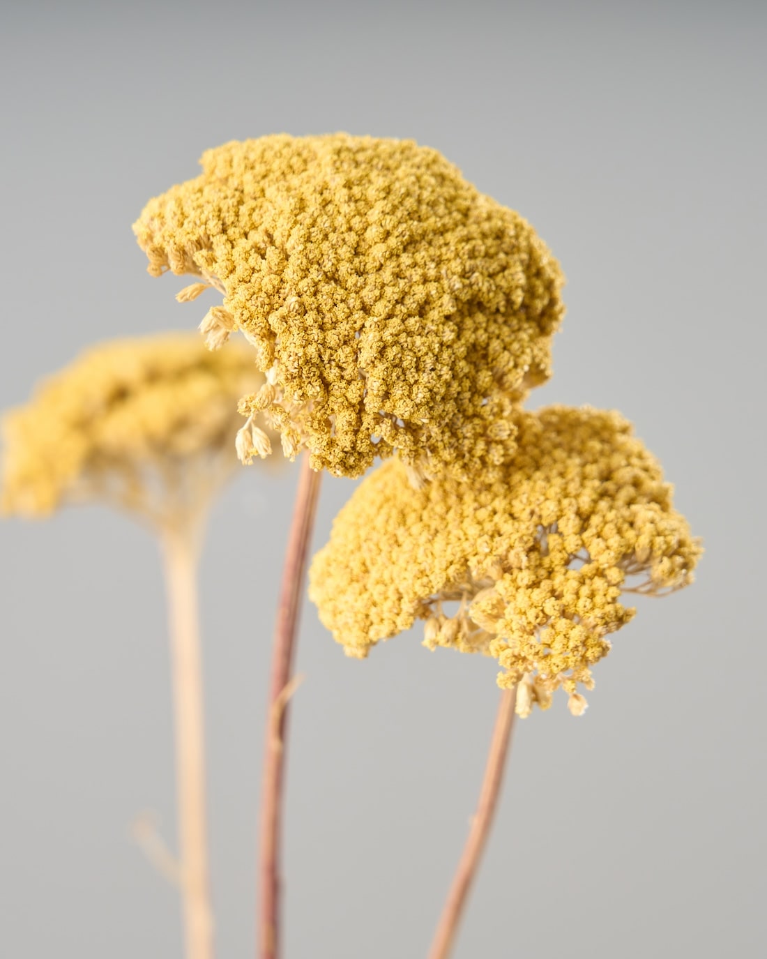 ドライフラワー］アキレア 商品ページ - 土と風の植物園