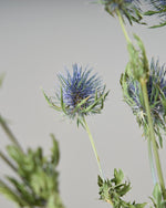 ［ドライフラワー］エリンジューム マグネーター