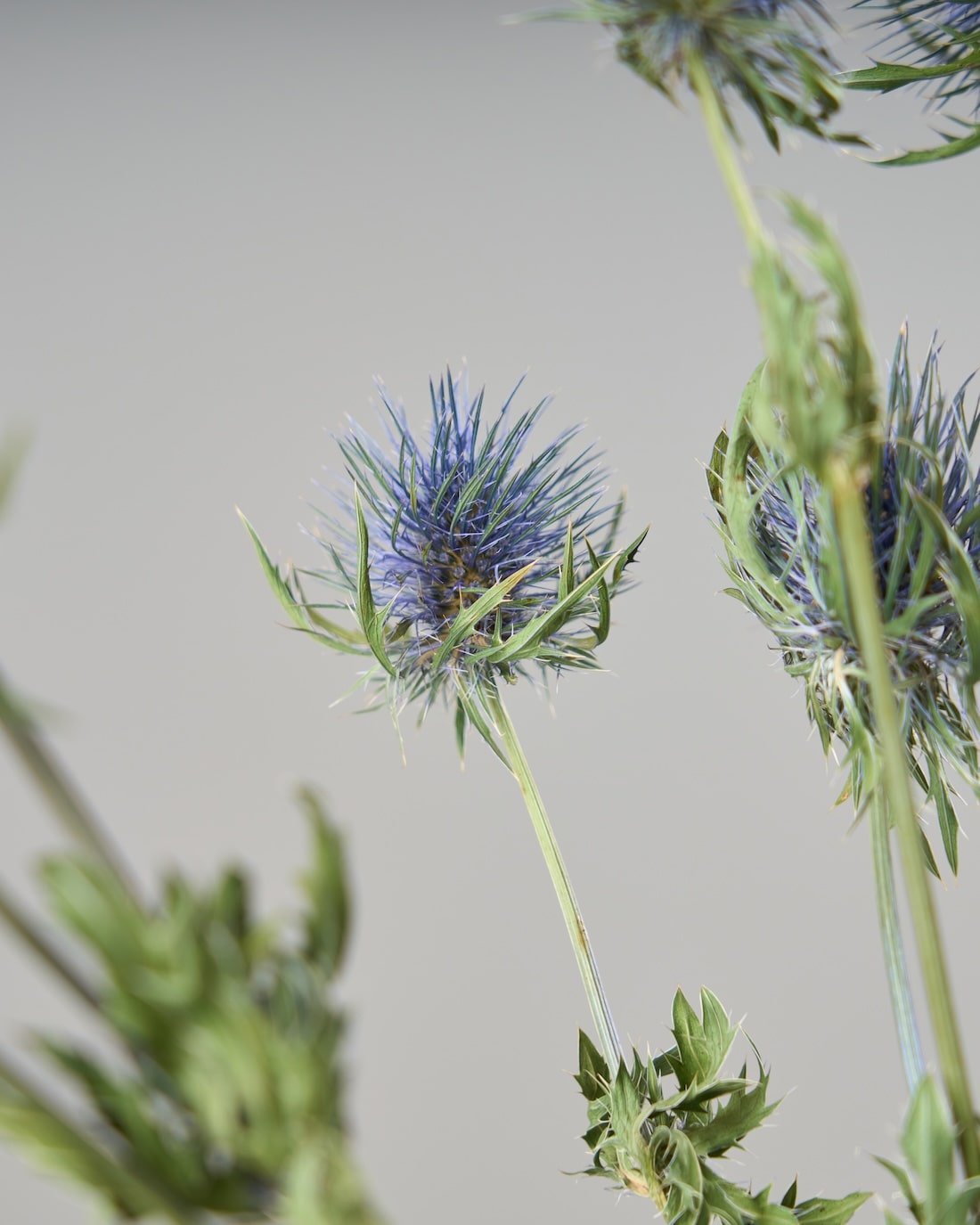 ［ドライフラワー］エリンジューム マグネーター