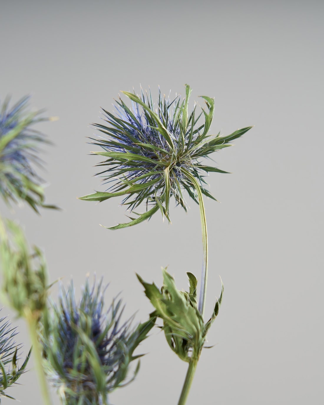 ドライフラワー］エリンジューム マグネーター 商品ページ - 土と風の