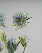 ［ドライフラワー］エリンジューム マグネーター