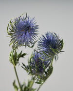 ［ドライフラワー］エリンジューム マグネーター