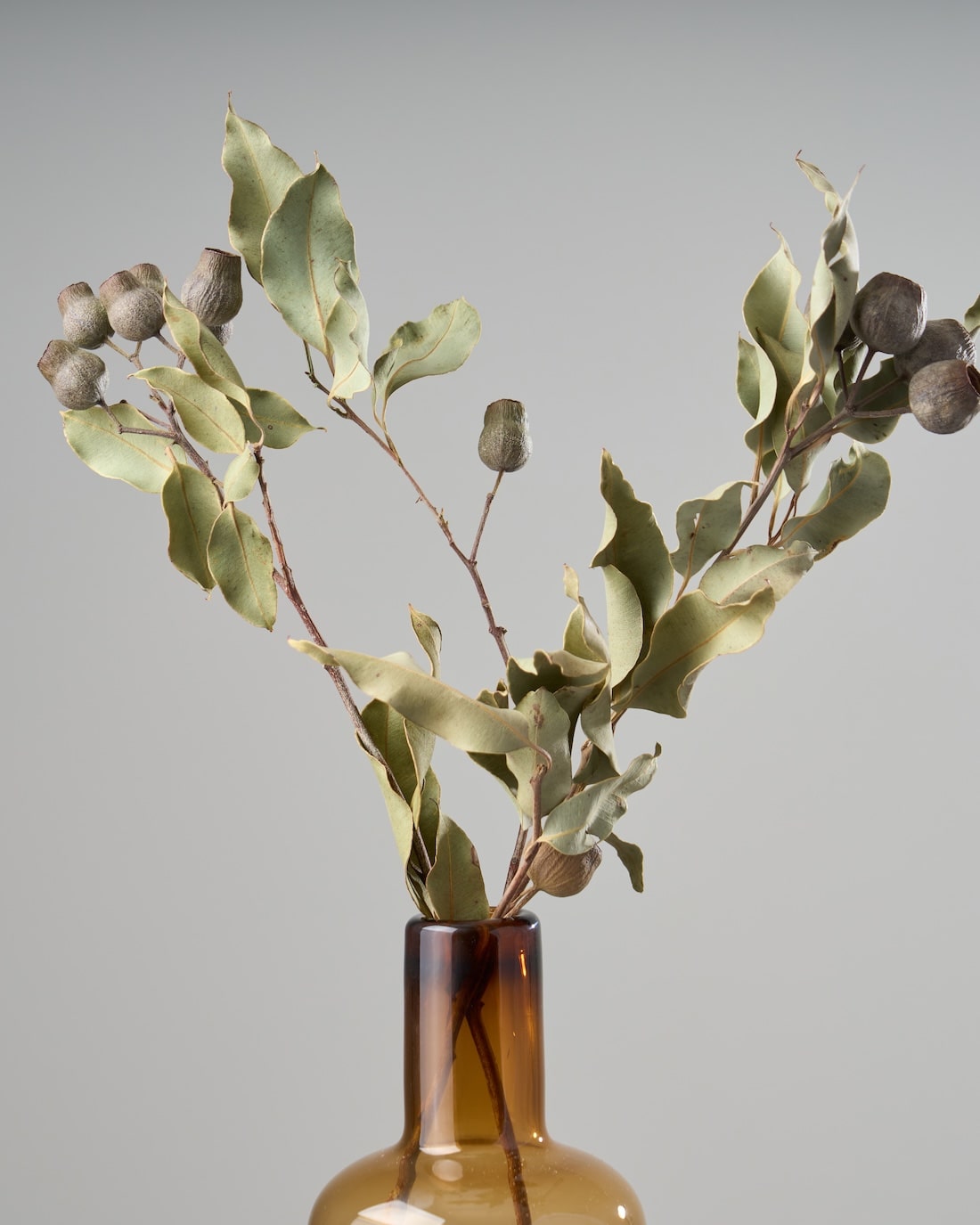 ［ドライフラワー］ユーカリ トランペット