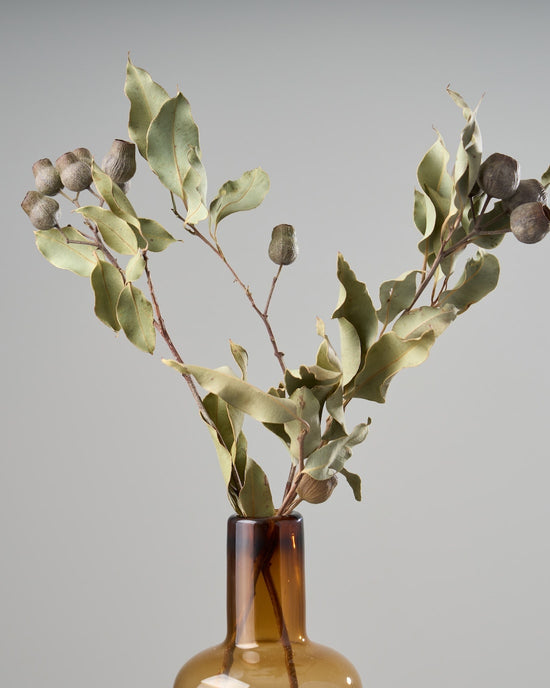 ［ドライフラワー］ユーカリ トランペット