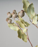 ［ドライフラワー］ユーカリ トランペット