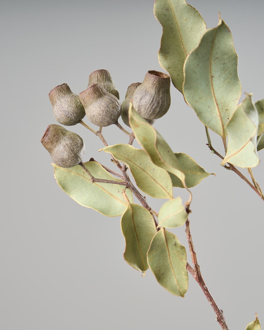 ［ドライフラワー］ユーカリ トランペット