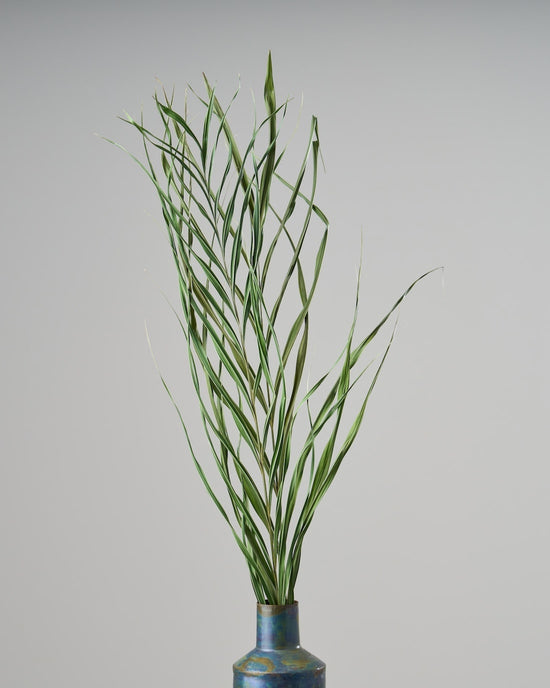 ［ドライフラワー］アレカヤシ