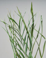 ［ドライフラワー］アレカヤシ