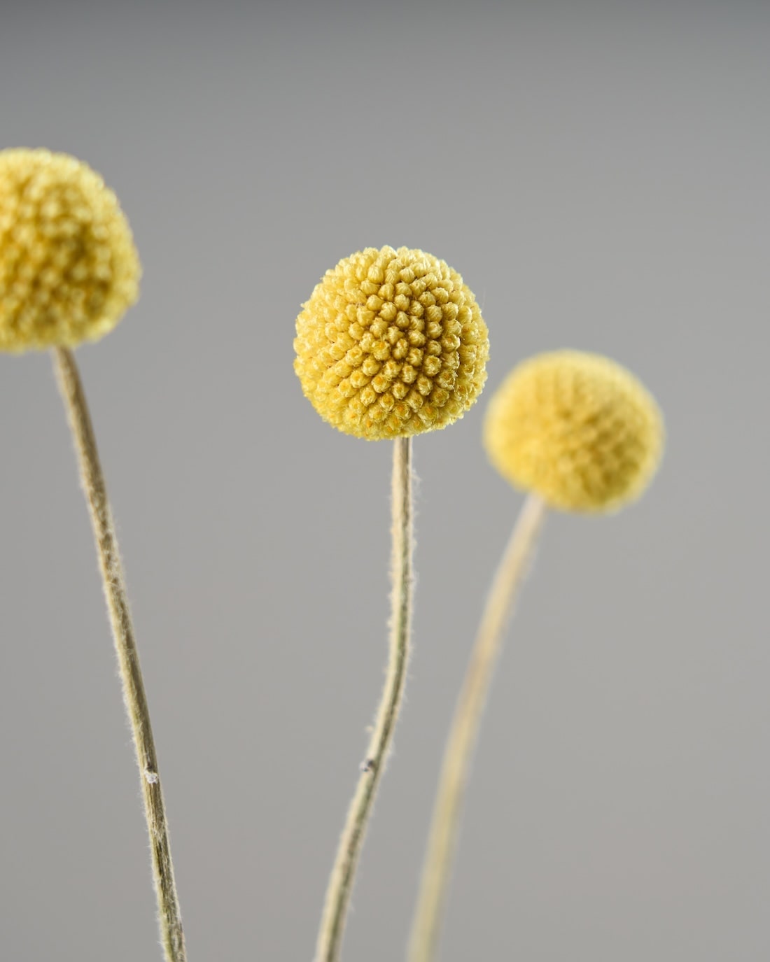 ドライフラワー］クラスペディア商品ページ - 土と風の植物園