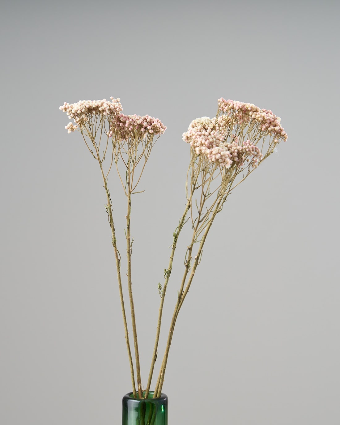 ドライフラワー］ライスフラワー商品ページ - 土と風の植物園