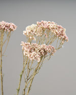 ［ドライフラワー］ライスフラワー