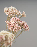 ［ドライフラワー］ライスフラワー