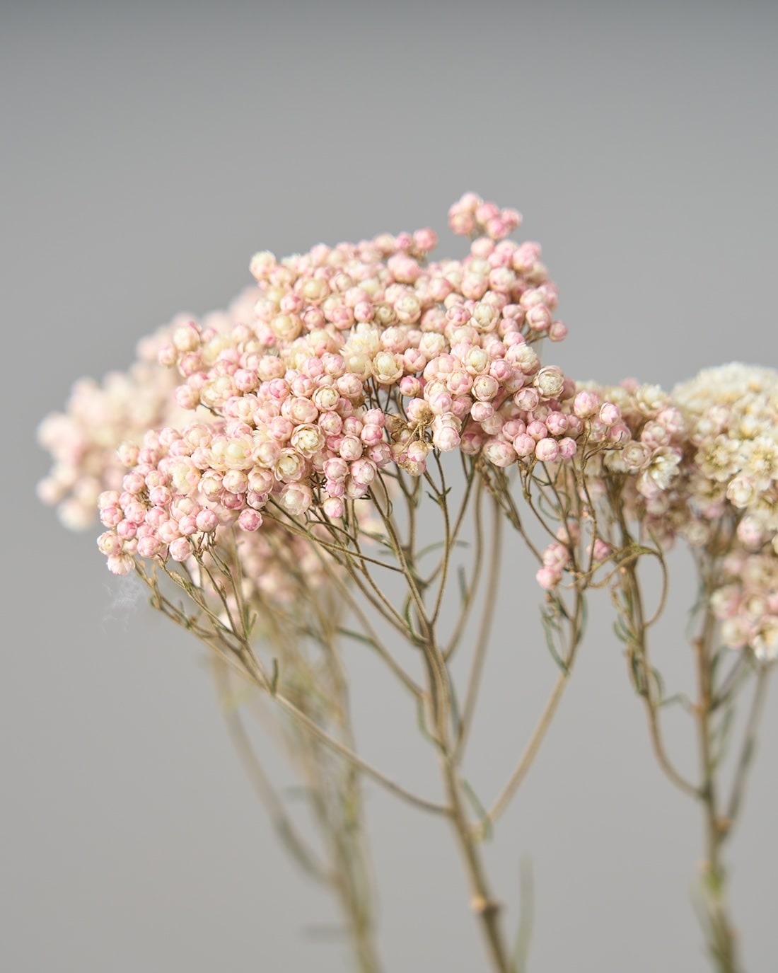 ドライフラワー］ライスフラワー商品ページ - 土と風の植物園