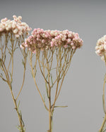 ［ドライフラワー］ライスフラワー