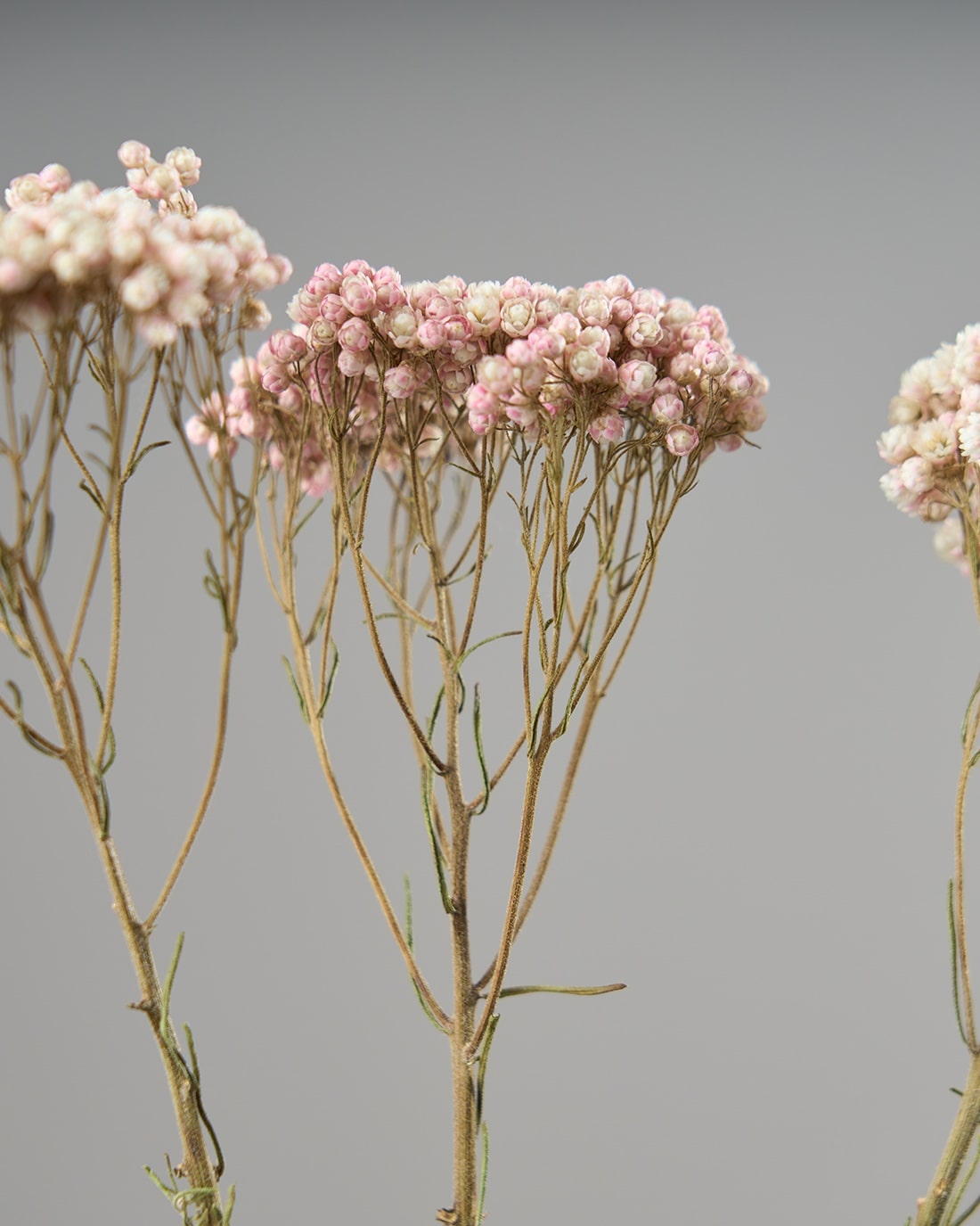 ［ドライフラワー］ライスフラワー