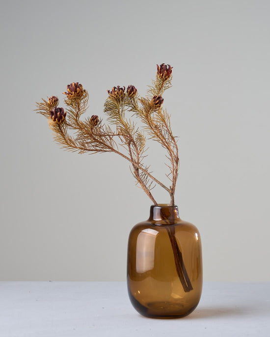 ［ドライフラワー］プロテア ナナ