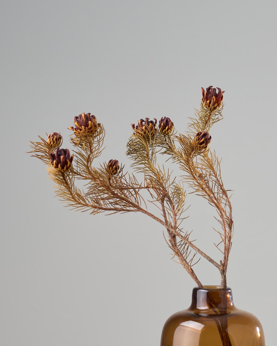 ［ドライフラワー］プロテア ナナ