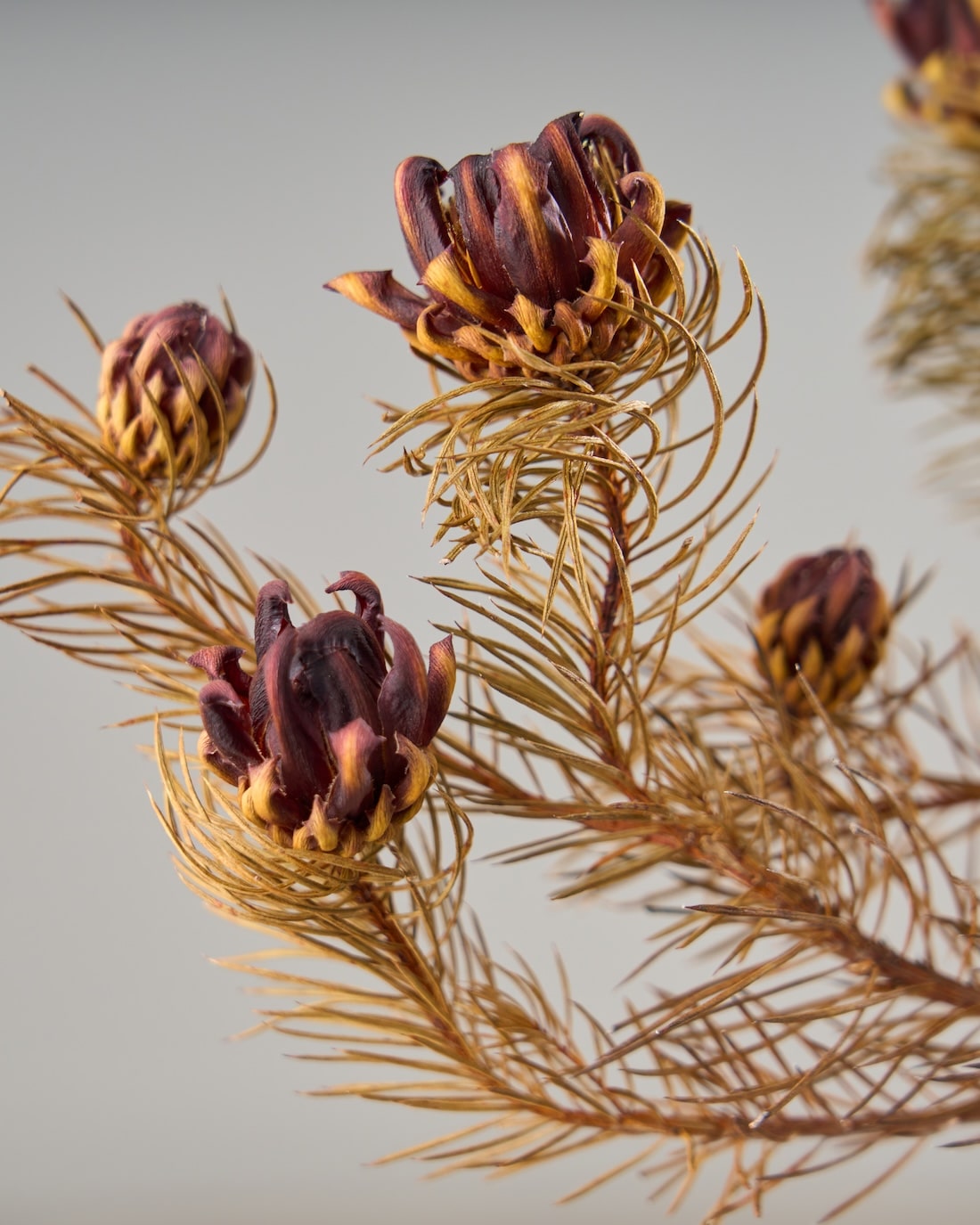 ［ドライフラワー］プロテア ナナ