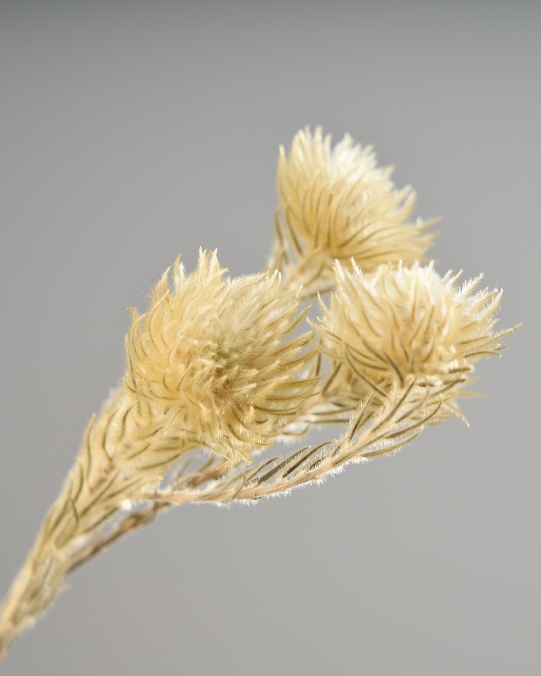 ドライフラワー］フィリカ プルモーサ商品ページ - 土と風の植物園