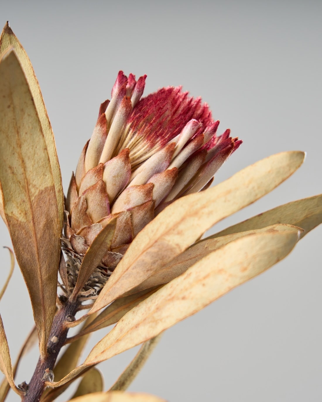 ［ドライフラワー］プロテア ロビン