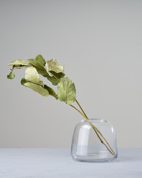 ［ドライフラワー］レモンリーフ