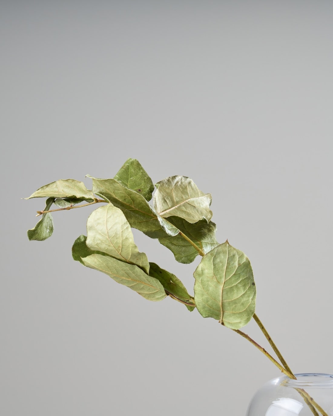 ［ドライフラワー］レモンリーフ