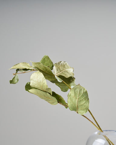 ドライフラワー］レモンリーフ商品ページ - 土と風の植物園