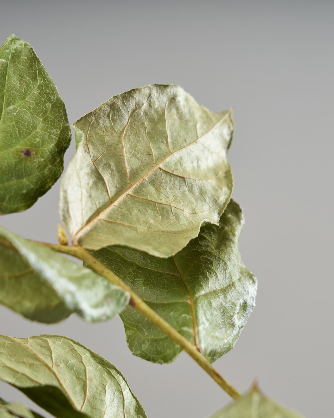 ［ドライフラワー］レモンリーフ