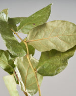 ［ドライフラワー］レモンリーフ