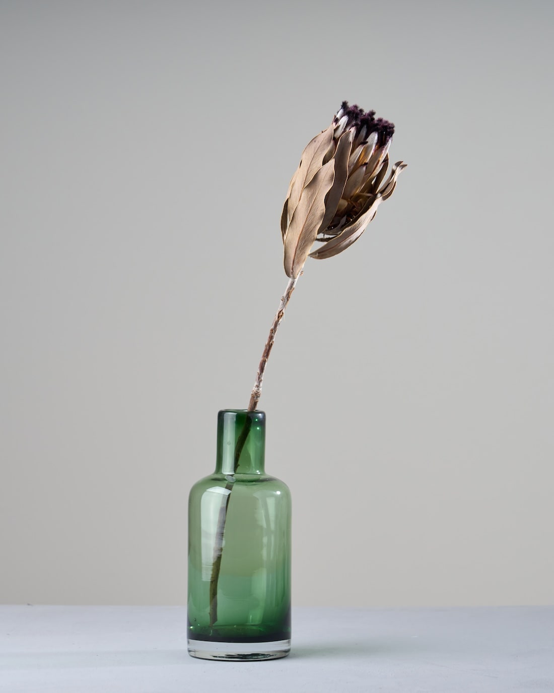 ［ドライフラワー］プロテア ニオベ