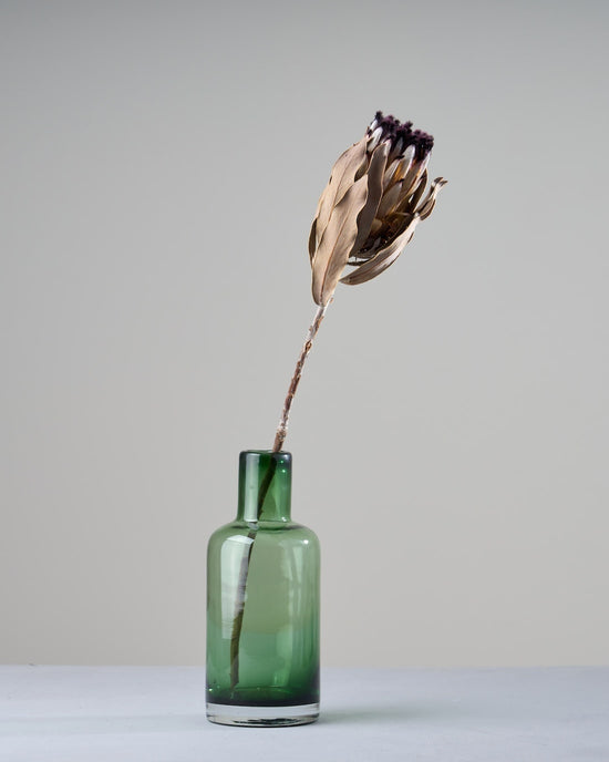 ［ドライフラワー］プロテア ニオベ