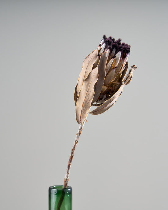 ［ドライフラワー］プロテア ニオベ