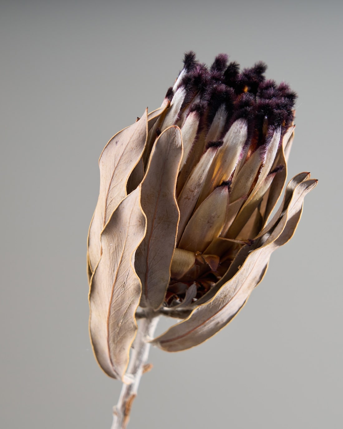 ［ドライフラワー］プロテア ニオベ