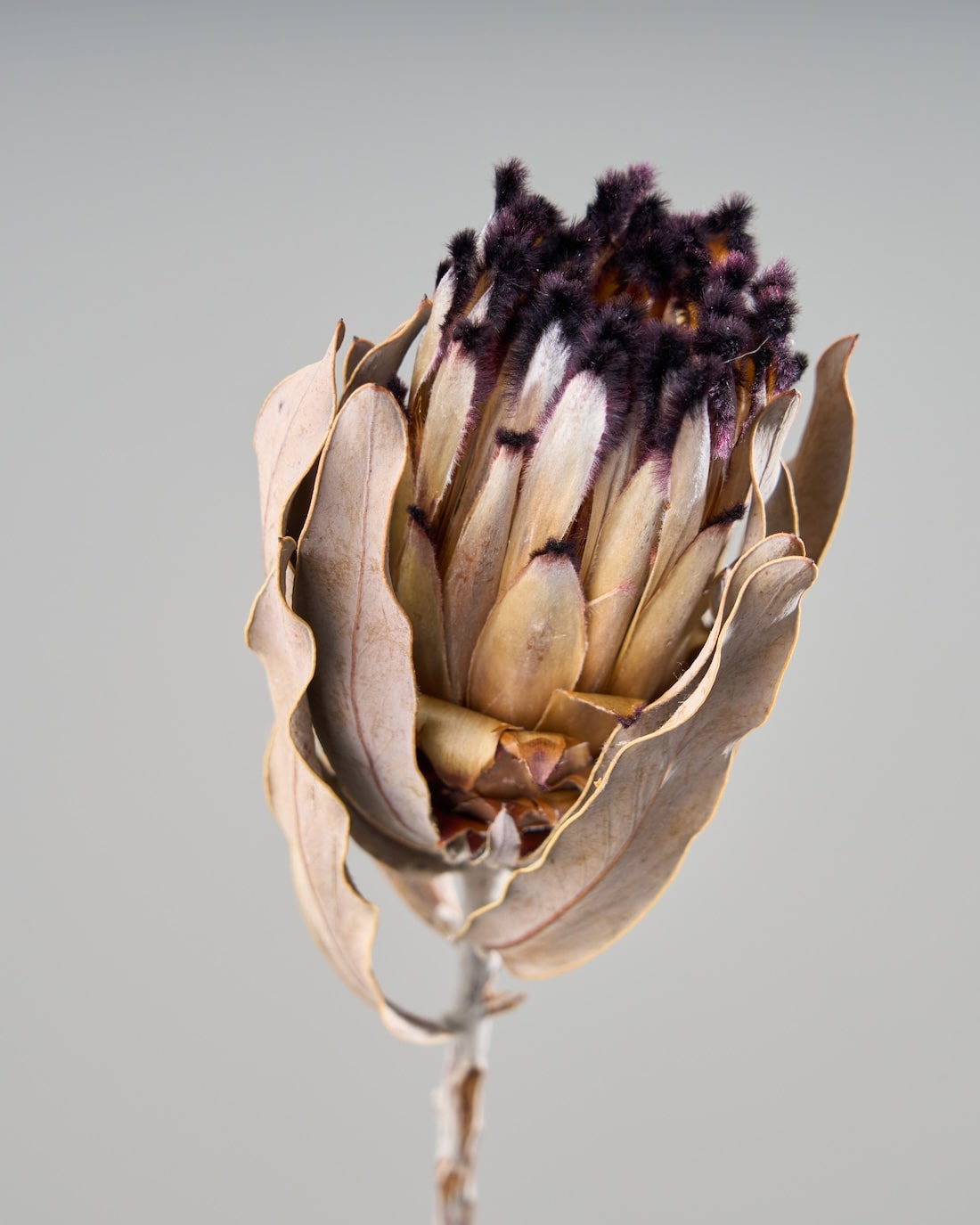 ［ドライフラワー］プロテア ニオベ
