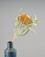 ［ドライフラワー］ドライアンドラ フォルモーサ