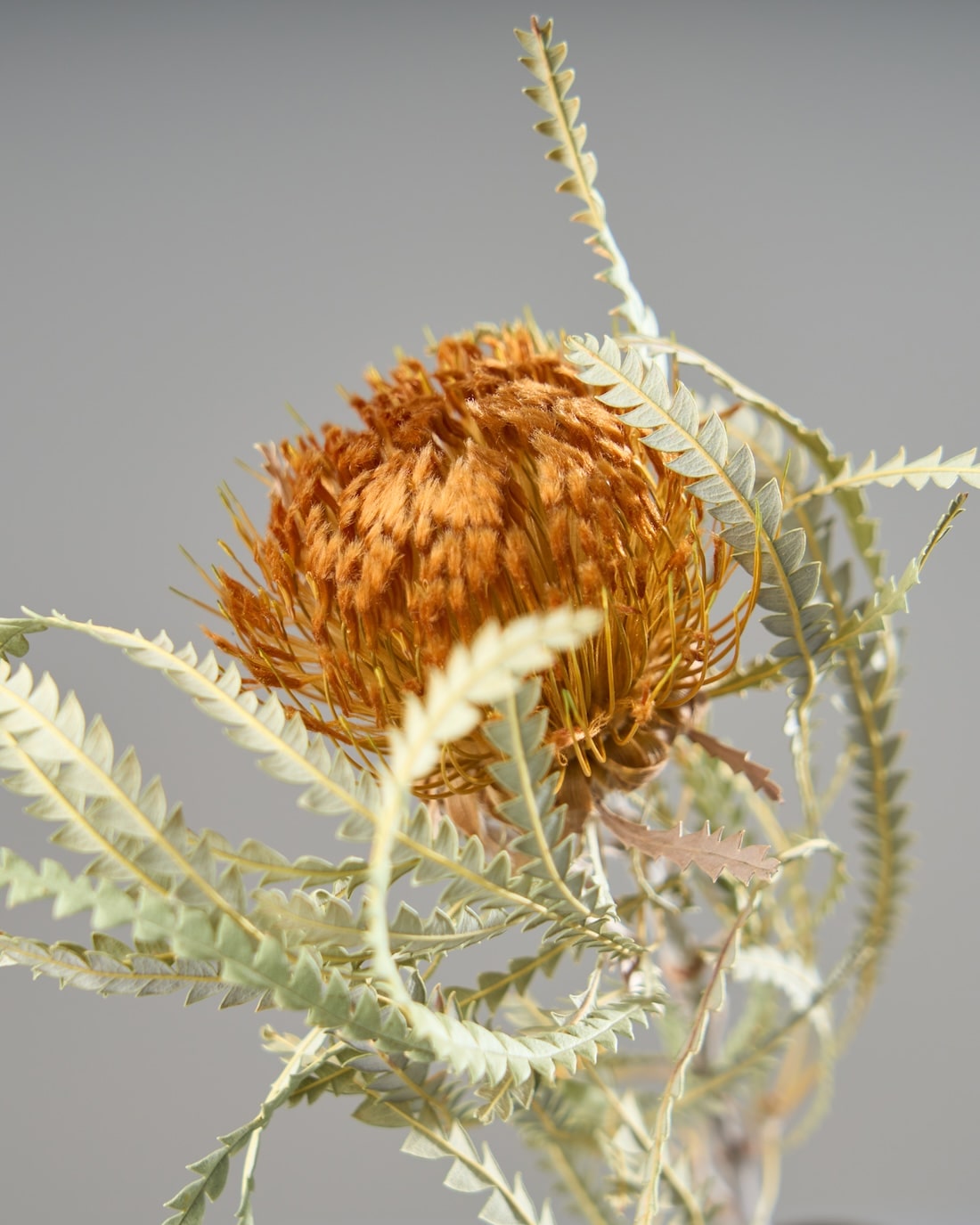 ドライフラワー］ドライアンドラフォルモーサ商品ページ - 土と