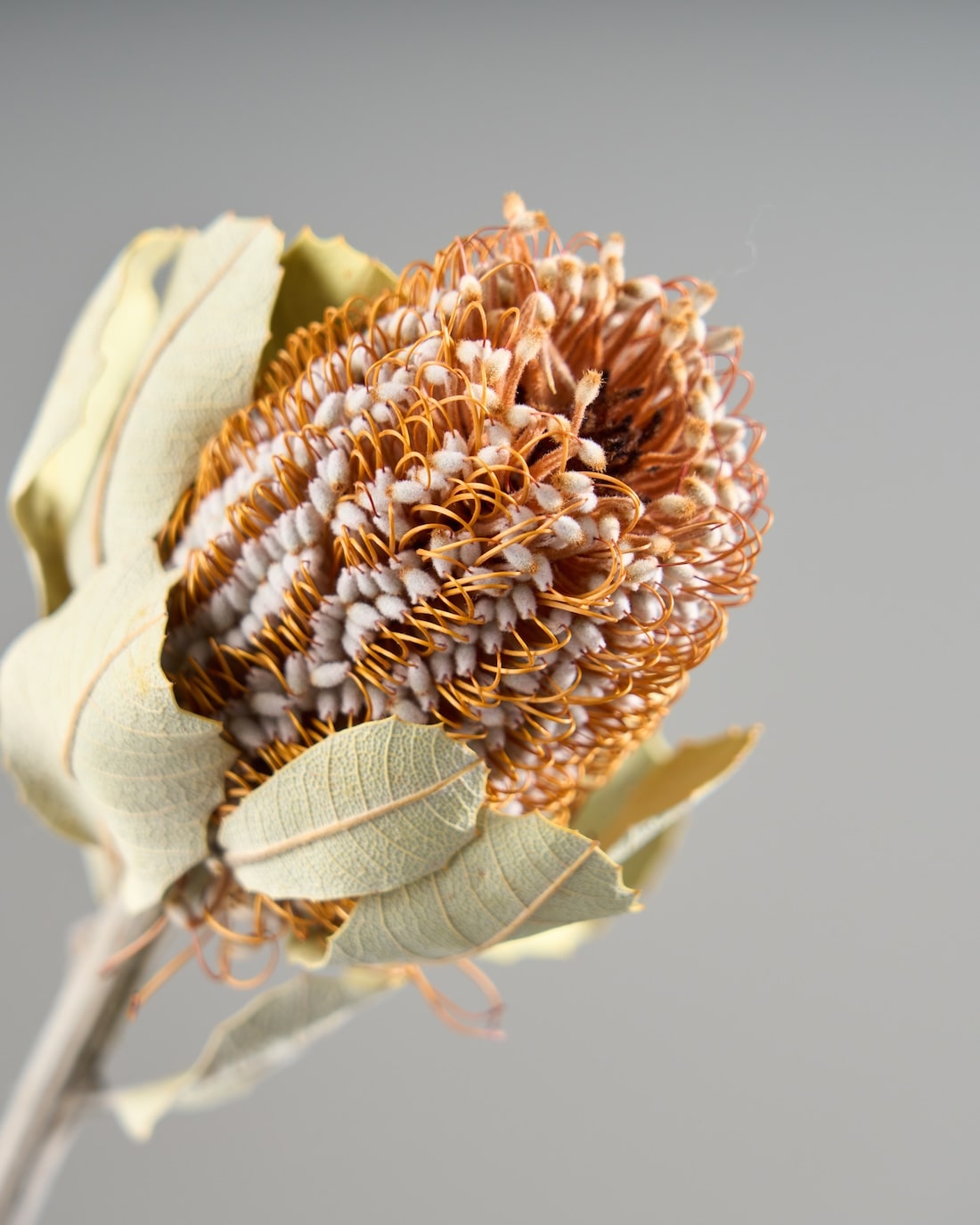 ［ドライフラワー］バンクシア コクシニア