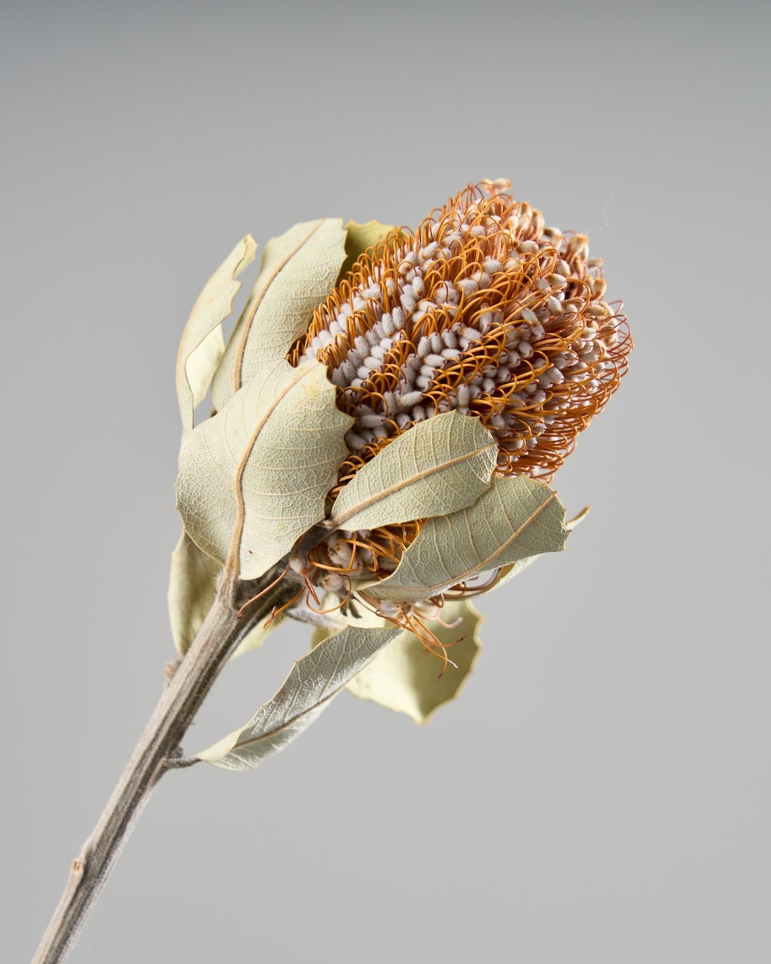 ［ドライフラワー］バンクシア コクシニア