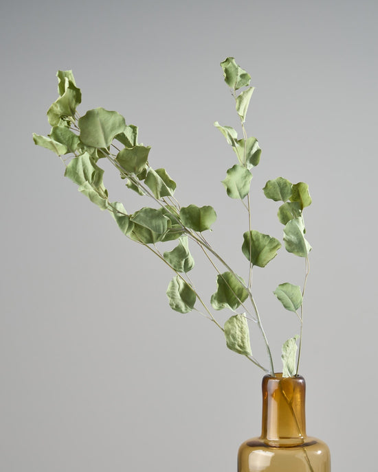 ［ドライフラワー］ユーカリ ポポラス