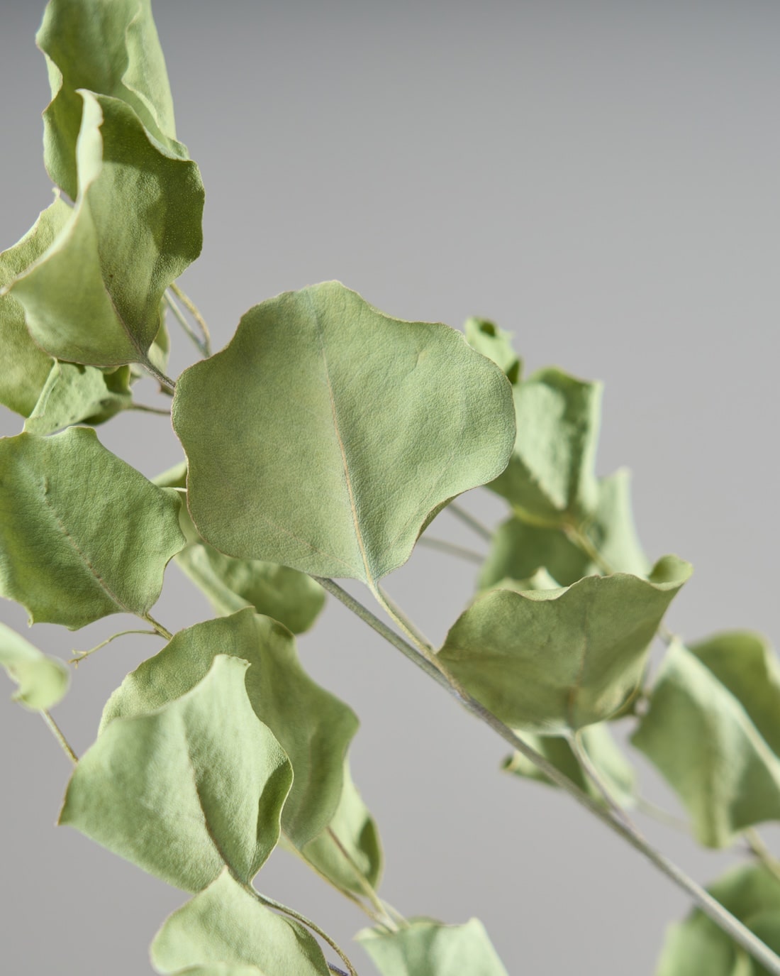 ドライフラワー］ユーカリ ポポラス商品ページ - 土と風の植物園