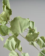 ［ドライフラワー］ユーカリ ポポラス