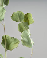 ［ドライフラワー］ユーカリ ポポラス