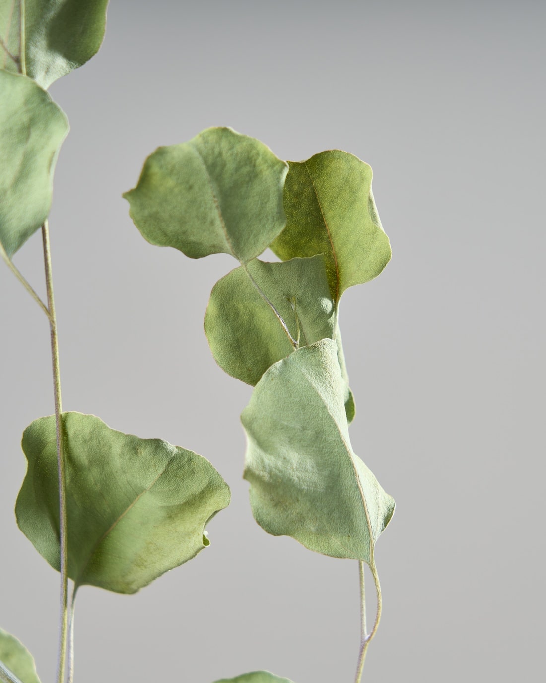 ［ドライフラワー］ユーカリ ポポラス